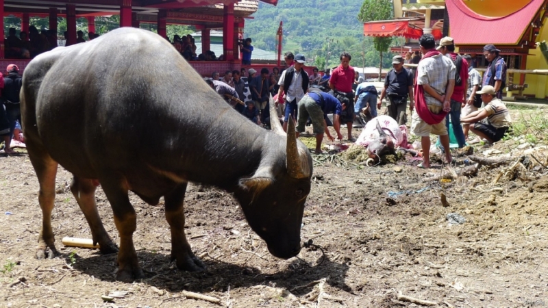 Такая разная Индонезия (Март 2017 года)