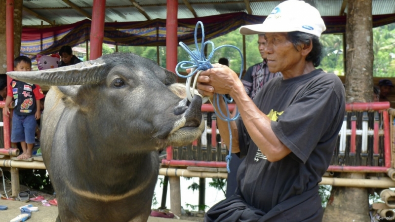 Такая разная Индонезия (Март 2017 года)