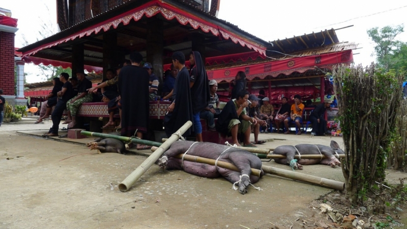 Такая разная Индонезия (Март 2017 года)