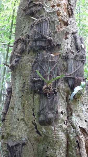 Такая разная Индонезия (Март 2017 года)