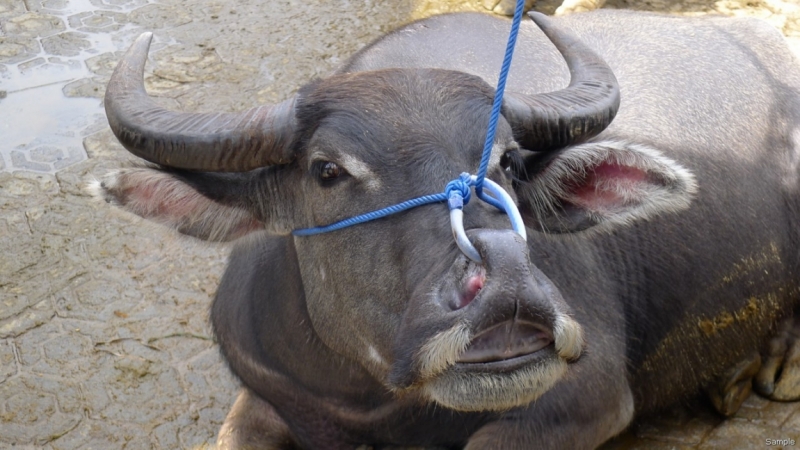 Такая разная Индонезия (Март 2017 года)