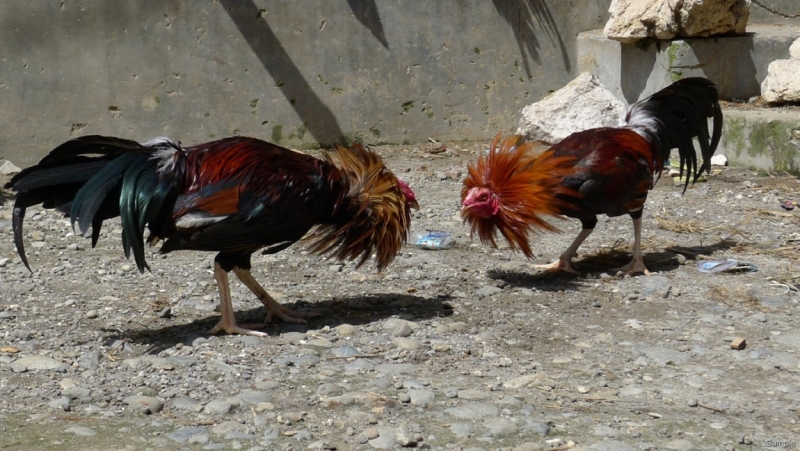 Такая разная Индонезия (Март 2017 года)