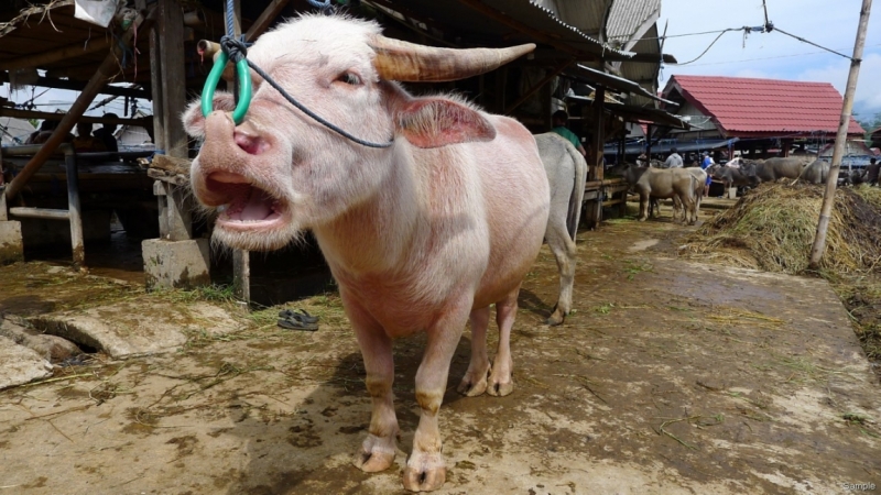 Такая разная Индонезия (Март 2017 года)