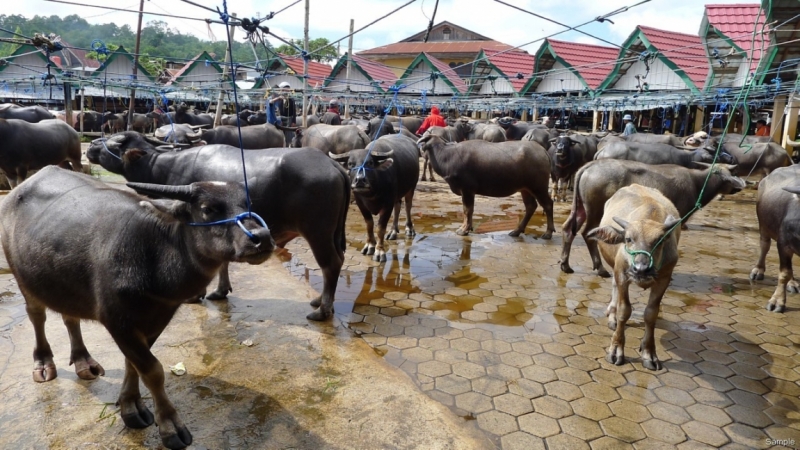 Такая разная Индонезия (Март 2017 года)