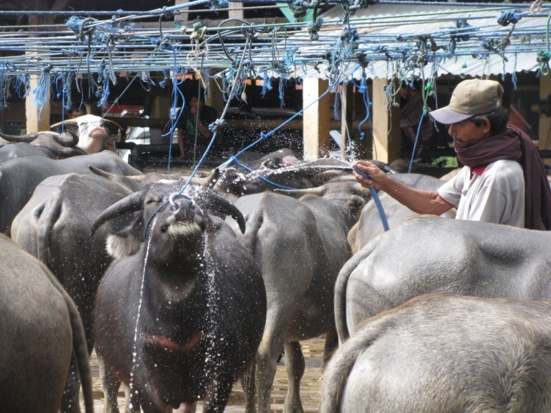 Такая разная Индонезия (Март 2017 года)