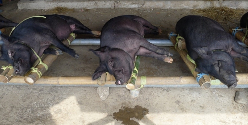 Такая разная Индонезия (Март 2017 года)