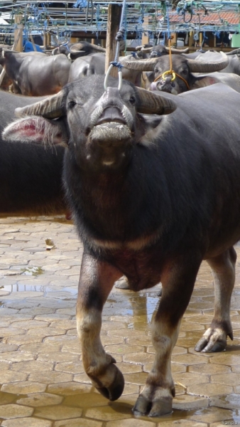 Такая разная Индонезия (Март 2017 года)