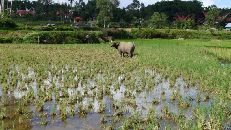 Такая разная Индонезия (Март 2017 года)