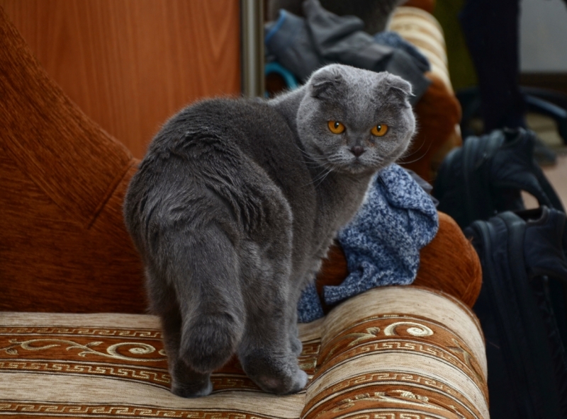 Кошки в нашей жизни. Кошки и все, что с ними связано.