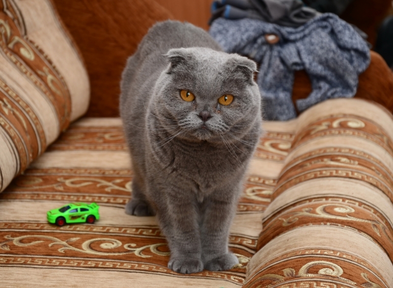 Кошки в нашей жизни. Кошки и все, что с ними связано.