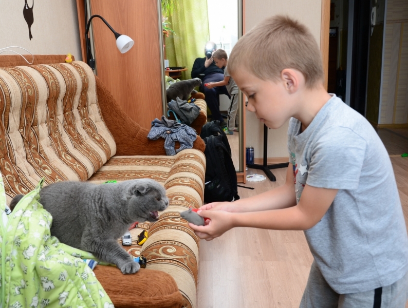 Кошки в нашей жизни. Кошки и все, что с ними связано.