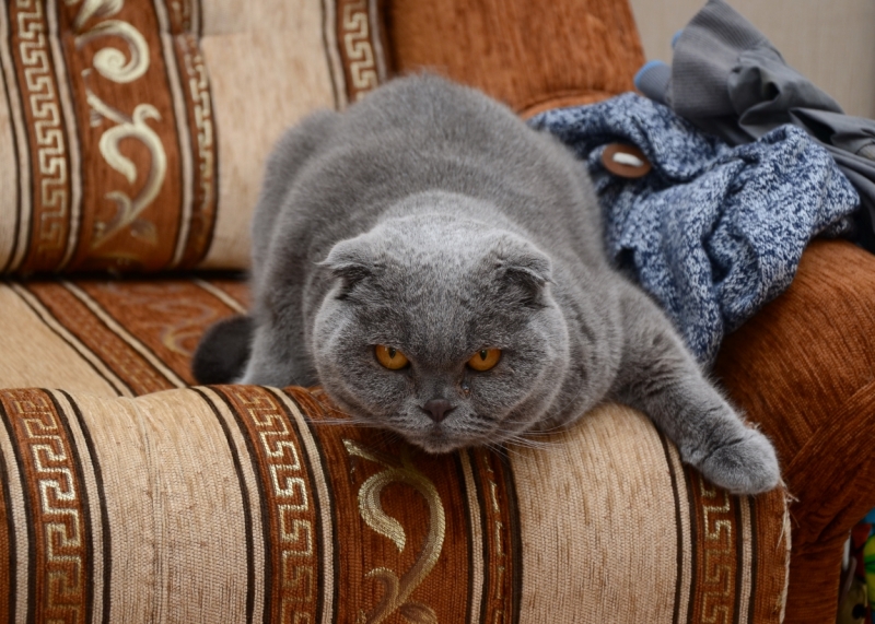 Кошки в нашей жизни. Кошки и все, что с ними связано.