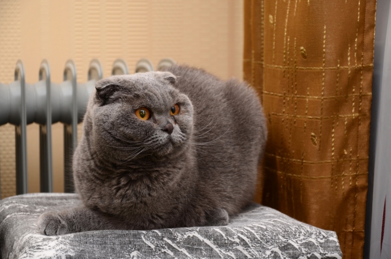 Кошки в нашей жизни. Кошки и все, что с ними связано.