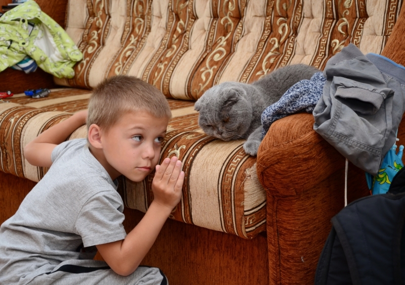 Кошки в нашей жизни. Кошки и все, что с ними связано.