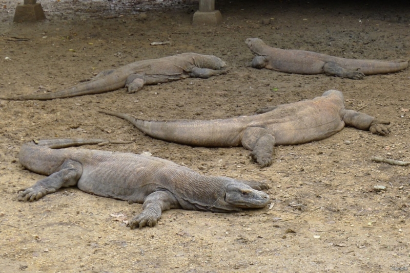 Такая разная Индонезия (Март 2017 года)