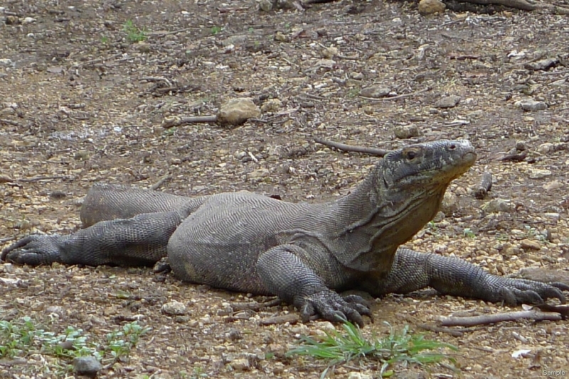 Такая разная Индонезия (Март 2017 года)