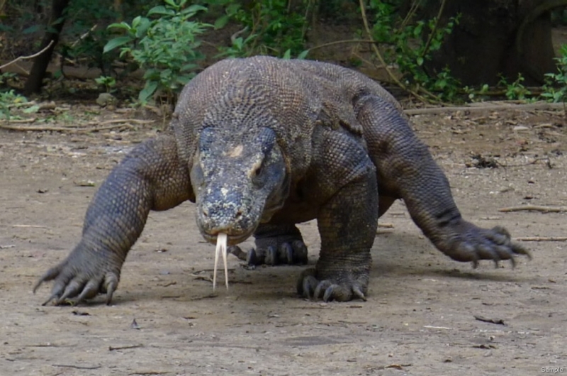 Такая разная Индонезия (Март 2017 года)