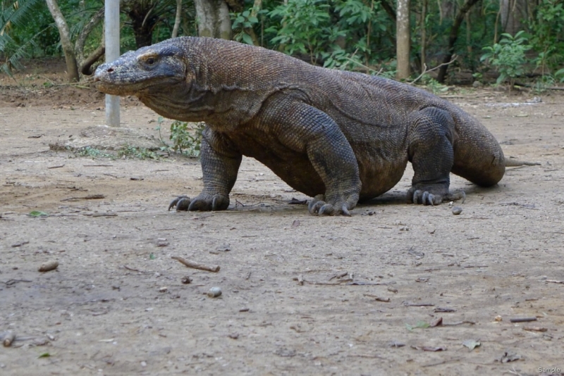 Такая разная Индонезия (Март 2017 года)