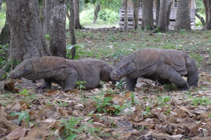 Такая разная Индонезия (Март 2017 года)