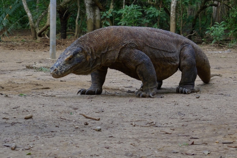 Такая разная Индонезия (Март 2017 года)