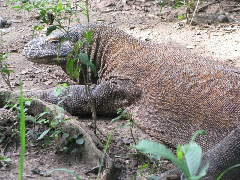 Такая разная Индонезия (Март 2017 года)