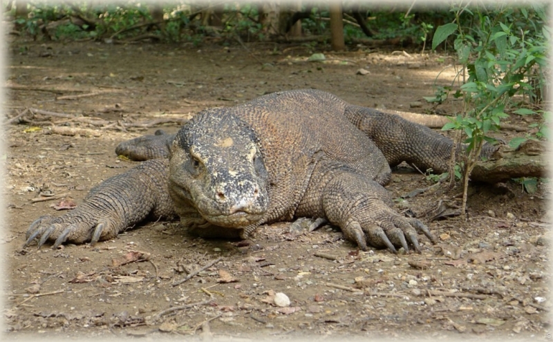 Такая разная Индонезия (Март 2017 года)