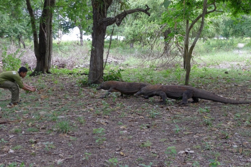 Такая разная Индонезия (Март 2017 года)