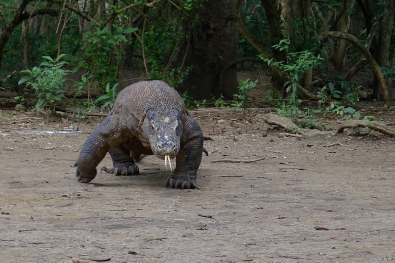 Такая разная Индонезия (Март 2017 года)
