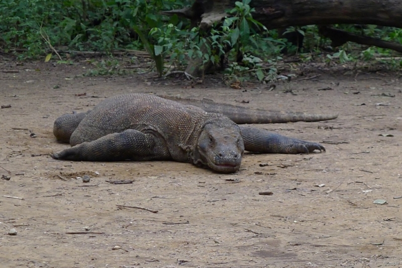 Такая разная Индонезия (Март 2017 года)