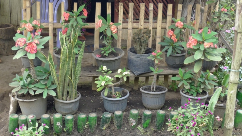 Такая разная Индонезия (Март 2017 года)