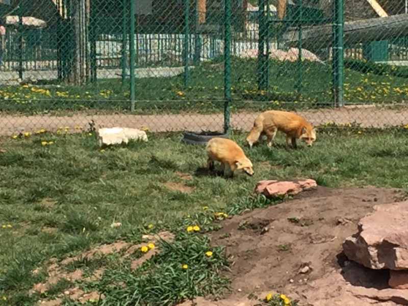 Две Дакоты, Миннесота и Чикаго - две недели в начале мая