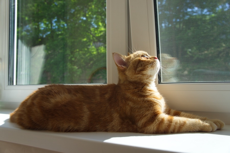 Кошки в нашей жизни. Кошки и все, что с ними связано.