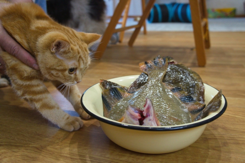 Кошки в нашей жизни. Кошки и все, что с ними связано.