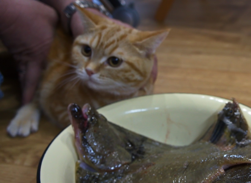 Кошки в нашей жизни. Кошки и все, что с ними связано.