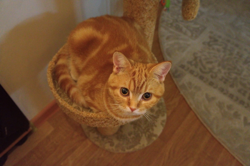 Кошки в нашей жизни. Кошки и все, что с ними связано.