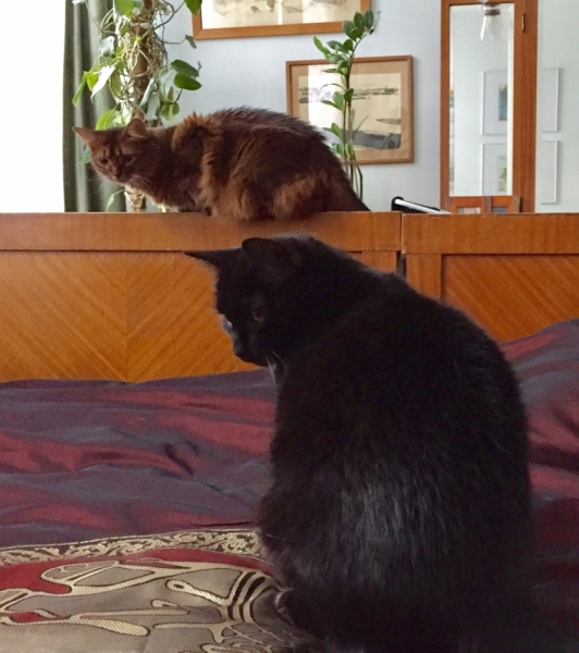 Кошки в нашей жизни. Кошки и все, что с ними связано.