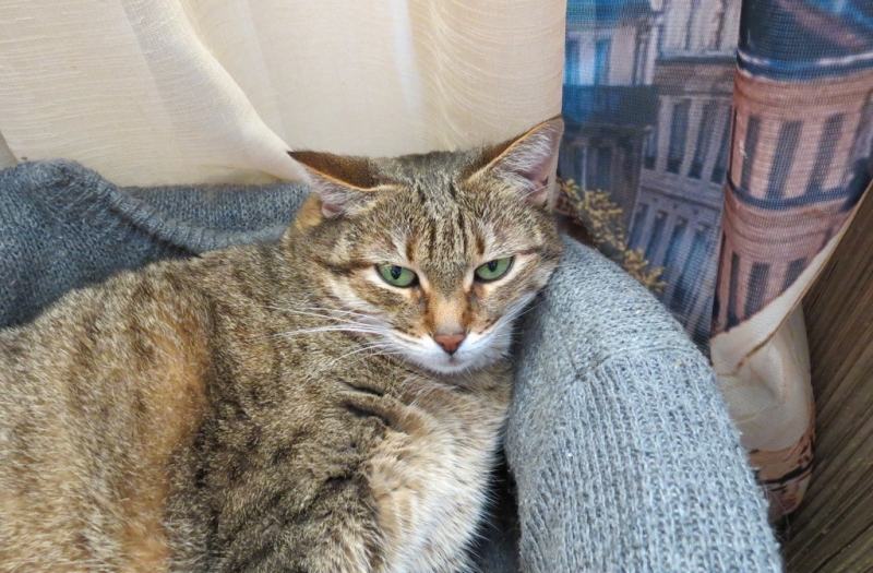 Кошки в нашей жизни. Кошки и все, что с ними связано.