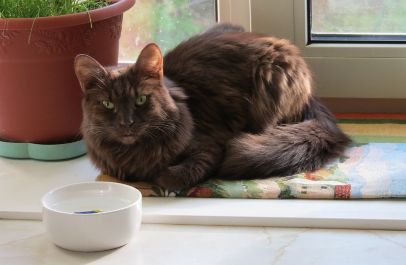 Кошки в нашей жизни. Кошки и все, что с ними связано.