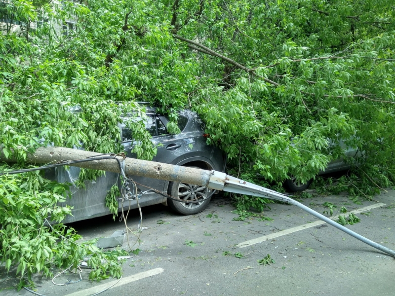Кошки в нашей жизни. Кошки и все, что с ними связано.