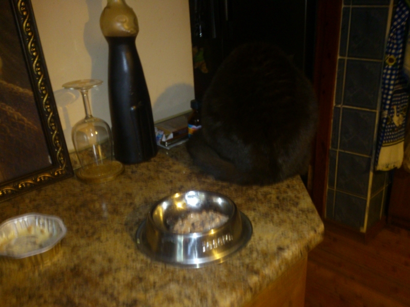 Кошки в нашей жизни. Кошки и все, что с ними связано.