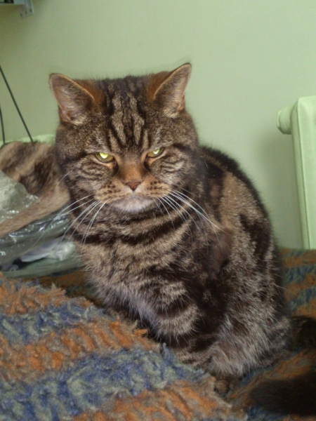 Кошки в нашей жизни. Кошки и все, что с ними связано.