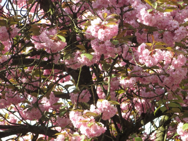 Париж, Париж, Париж или сбывшиеся мечты мамы и дочи