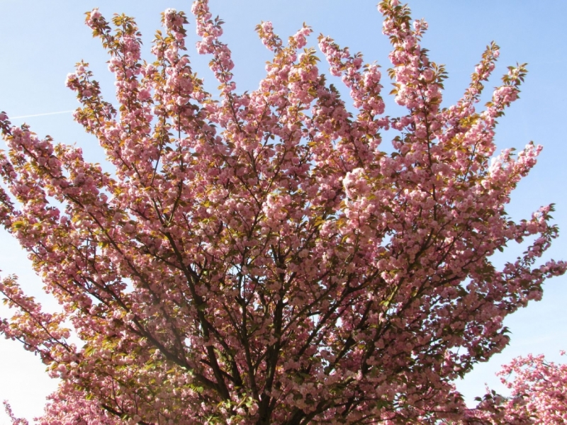 Париж, Париж, Париж или сбывшиеся мечты мамы и дочи