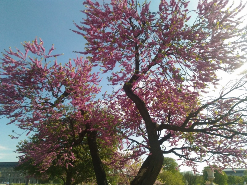 Париж, Париж, Париж или сбывшиеся мечты мамы и дочи