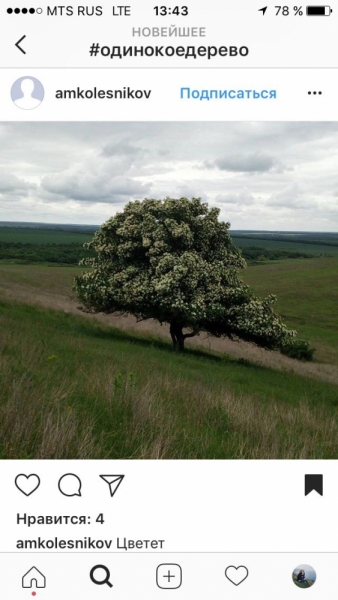 Поиск одинокого дерева в Москве и Подмосковье
