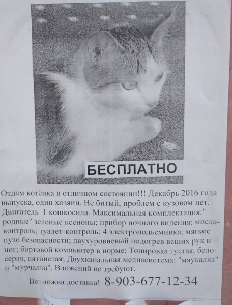 Кошки в нашей жизни. Кошки и все, что с ними связано.