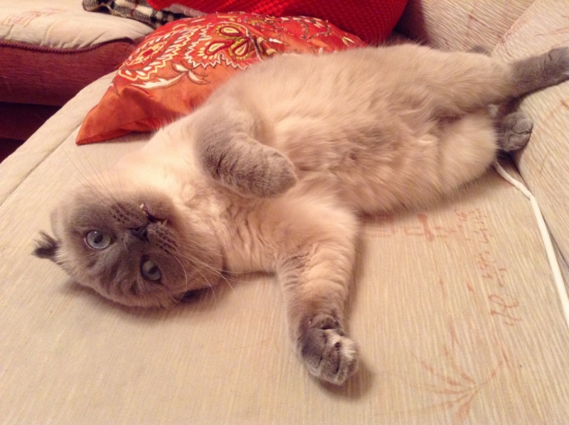 Кошки в нашей жизни. Кошки и все, что с ними связано.