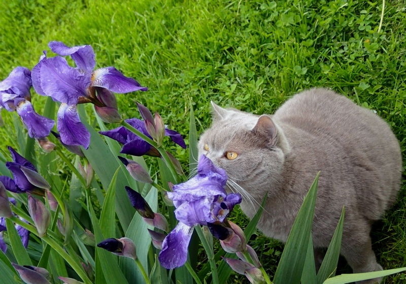 Кошки в нашей жизни. Кошки и все, что с ними связано.