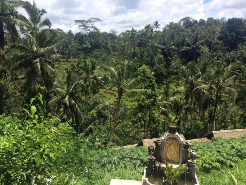 Бали, райский - и нерайский. Об Убуде, террасах и циветтах