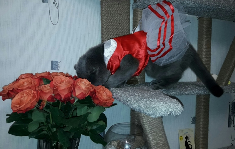 Кошки в нашей жизни. Кошки и все, что с ними связано.